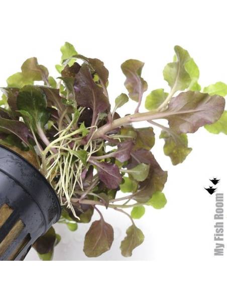 Lobelia "mini wrinkled leaf"