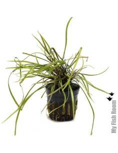 Cryptocoryne tonkinensis