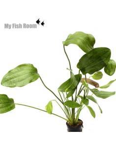 Echinodorus Impaii