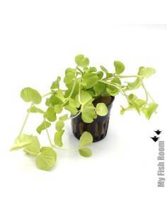 Lysimachia nummularia aurea