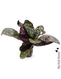 Hemigraphis colorata
