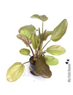 Echinodorus phyton