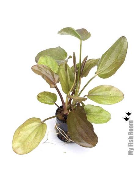 Echinodorus phyton