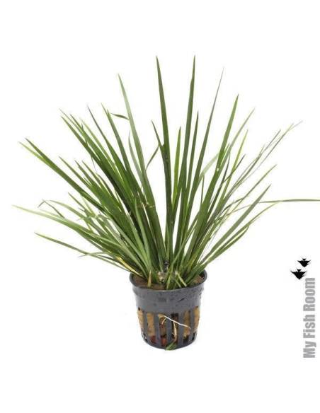 Acorus gramineus var pusillus