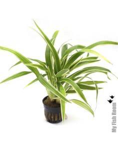 Chlorophytum bichetii