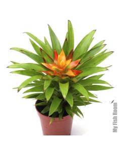 Vriesea (bromelia)