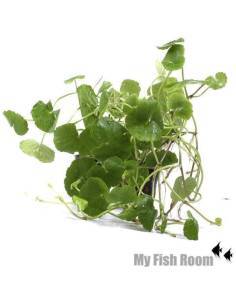 Hydrocotyle leucocephala
