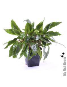 Cryptocoryne wendtii green "XL" planta madre