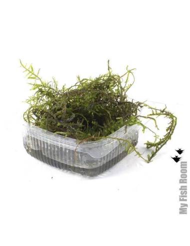 Vesicularia montagnei - Christmas moss Tarrina XL