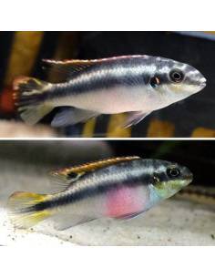 Pelvicachromis pulcher