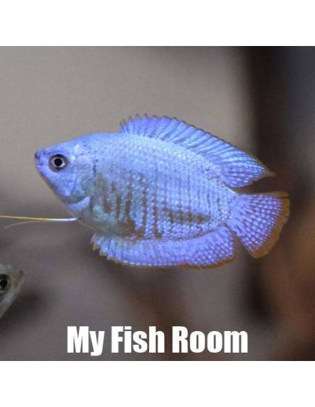 Trichogaster lalius "Blue"