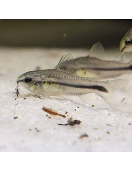 Corydoras pigmeas