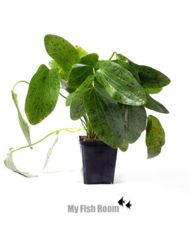 Echinodorus Ocelot green "XL" planta madre