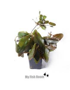 Echinodorus Ocelot Red "XL" planta madre