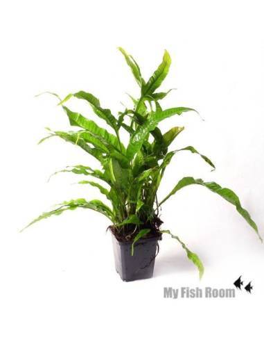 Microsorum Pteropus "XL" planta madre