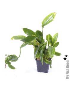 Echinodorus granat "XL" planta madre