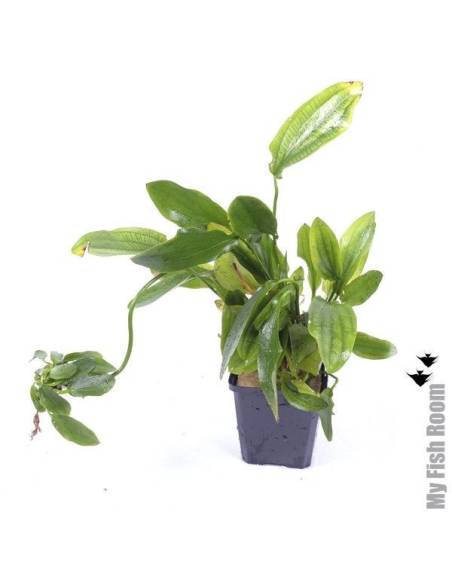 Echinodorus granat "XL" planta madre