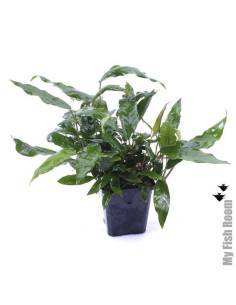 Anubias minima "XL" planta madre