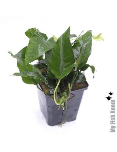 Anubias nana "XL" planta madre