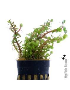 Ammania sp. bonsai