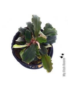 Bucephalandra maia