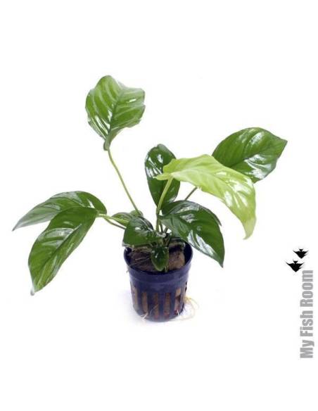 Anubias gracilis