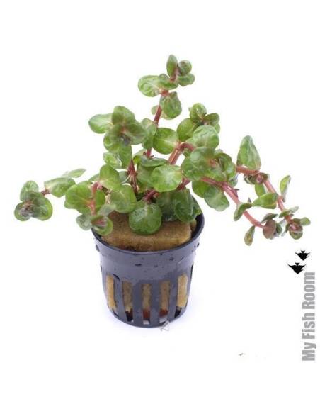 Rotala sp. "Orange Juice"