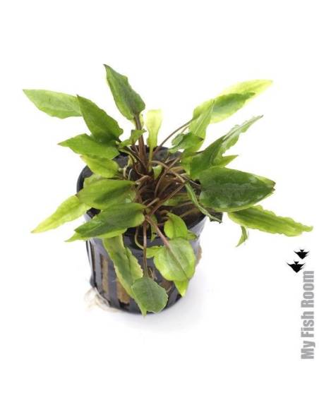 Cryptocoryne wendtii Green Gecko