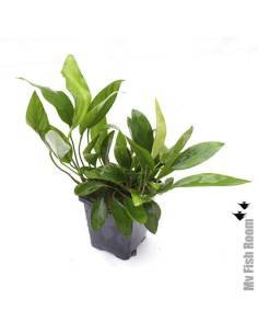 Anubias congensis  "XL" planta madre