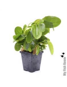 Echinodorus harbich "XL" planta madre