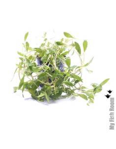 Proserpinaca Palustris "Cuba"