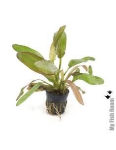 Echinodorus horemanii red