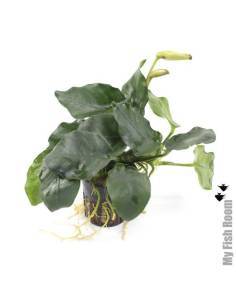 Anubias  nana "Thick Leaf"