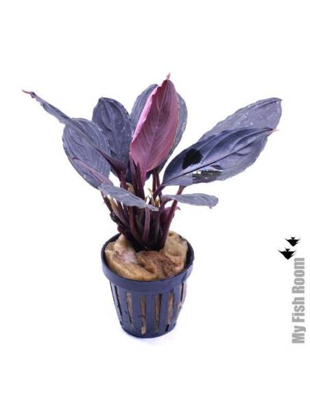 Bucephalandra "Skeleton King"