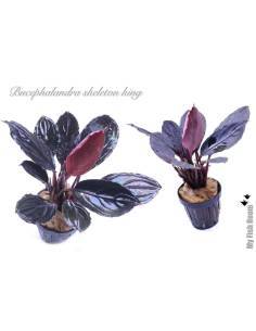 Bucephalandra "Skeleton King" 2