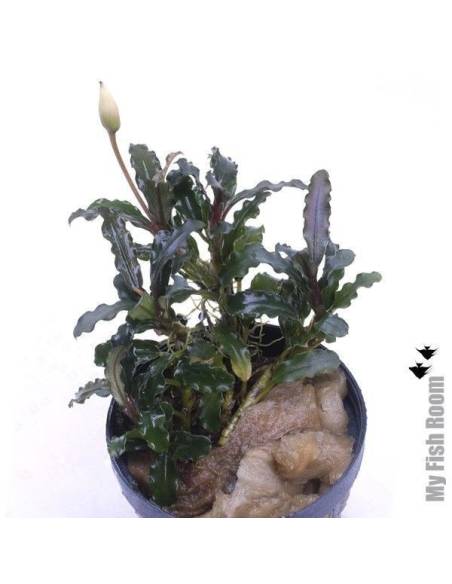 Bucephalandra velvet "Entikong"