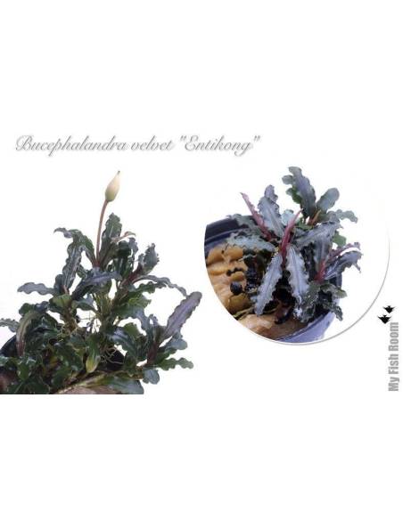 Bucephalandra velvet "Entikong"