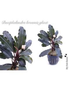 Bucephalandra "Brownie Ghost" 2