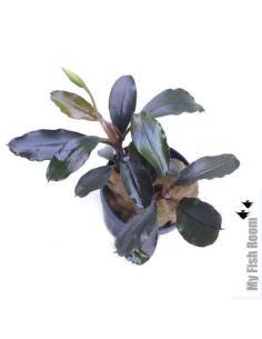 Bucephalandra "Brownie Firebird"