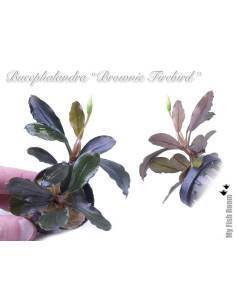Bucephalandra "Brownie Firebird" 2