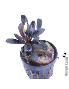 Bucephalandra "Heron"