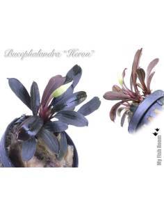Bucephalandra "Heron" 2