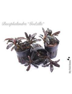 Bucephalandra "Godzilla" 2