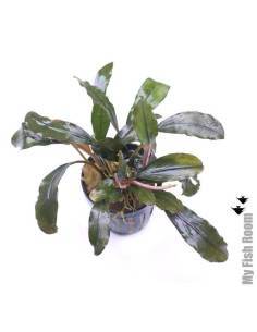Bucephalandra "Giant Catherine"