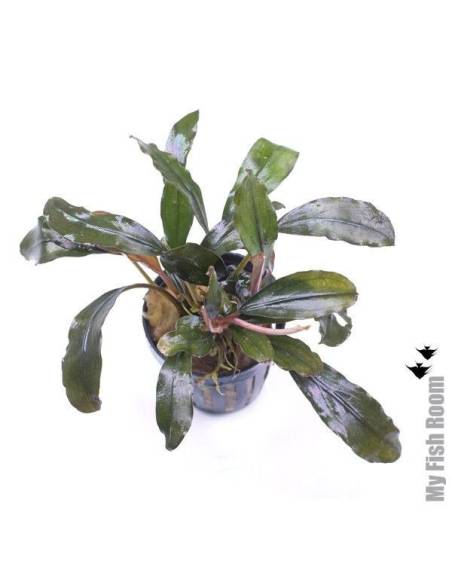 Bucephalandra "Giant Catherine"