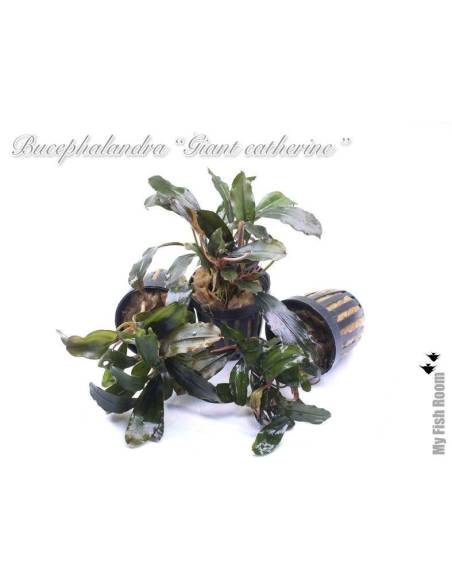 Bucephalandra "Giant Catherine"
