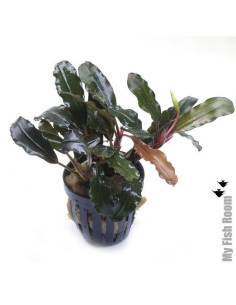 Bucephalandra "Arrogant Blue"