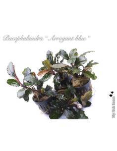 Bucephalandra "Arrogant Blue" 2