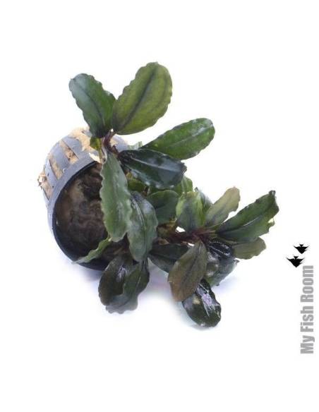 Bucephalandra "Pearl Grey"