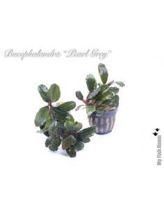 Bucephalandra "Pearl Grey" 2
